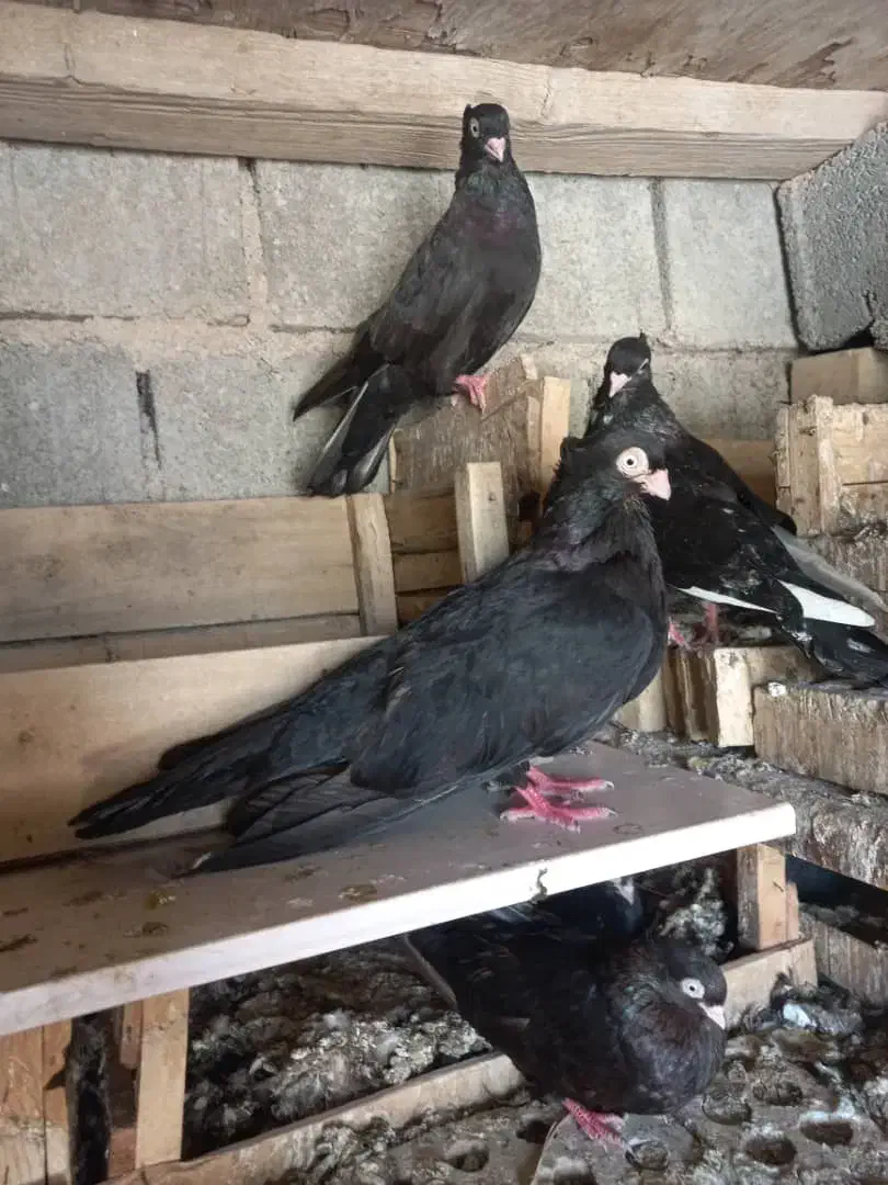 بی نظیر ماده و نره|پرنده|بازفت, |دیوار