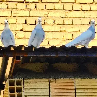 طوقی آبی|پرنده|خمینیشهر, |دیوار