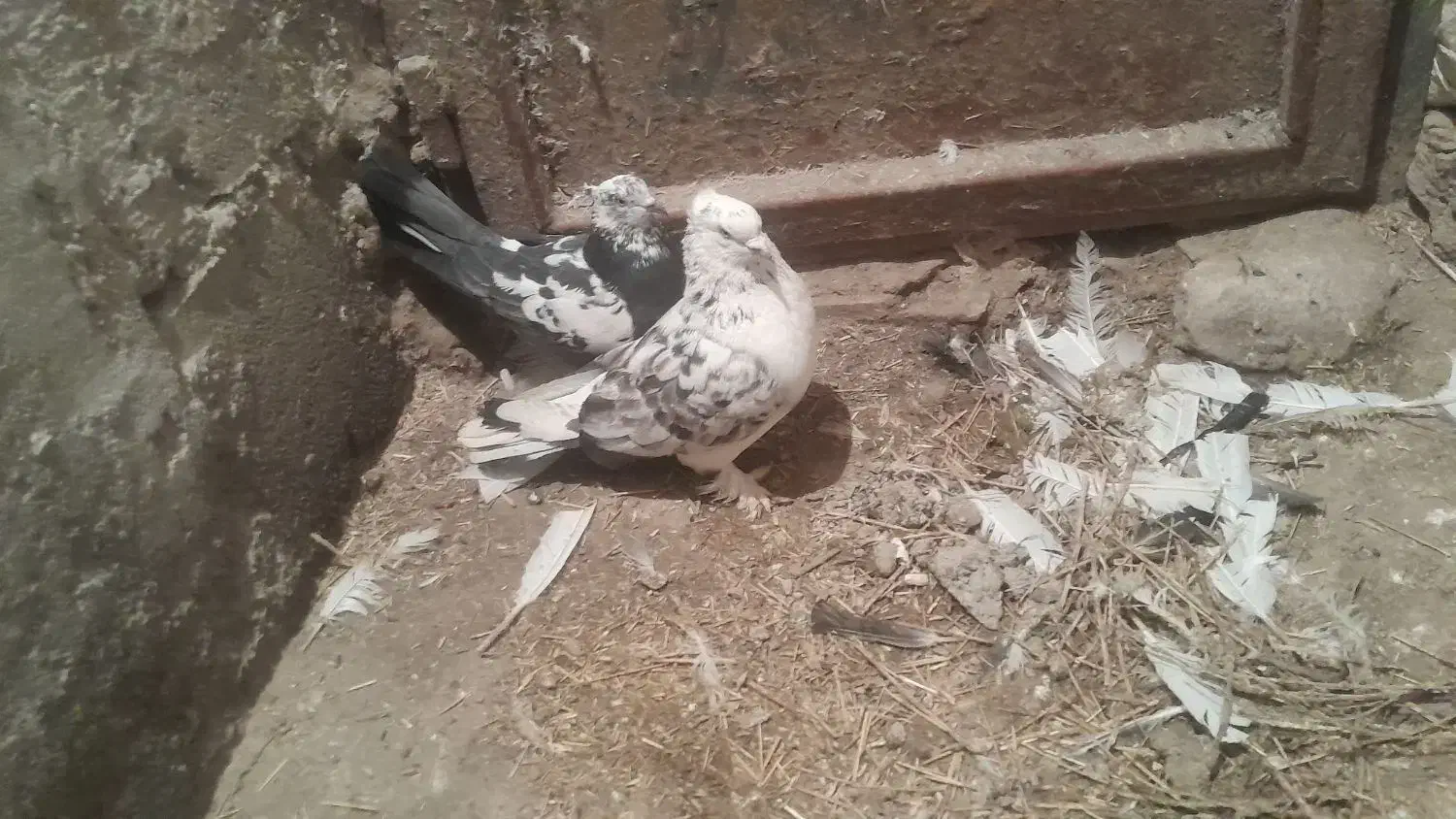 پرشی|پرنده|لیلان, |دیوار