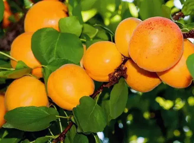 نهالستان صنوبر و گردو و بادام دیرگل ظمانتی|خدمات باغبانی و درختکاری|تهران, امام زاده عبدالله|دیوار