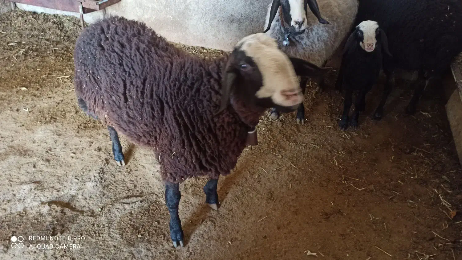 بره نر گوشتی|حیوانات مزرعه|آبیک, |دیوار