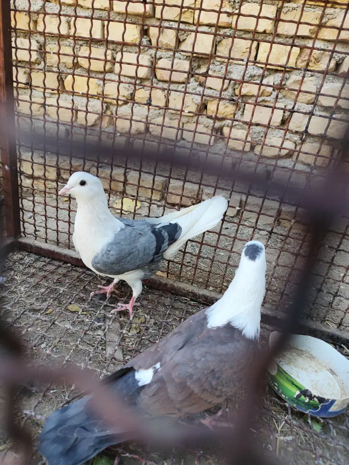 سر سفید پشت سبز نر|پرنده|انار, |دیوار