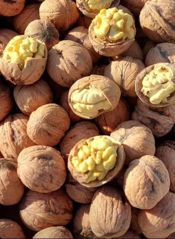 گردو|خوردنی و آشامیدنی|میاندوآب, |دیوار