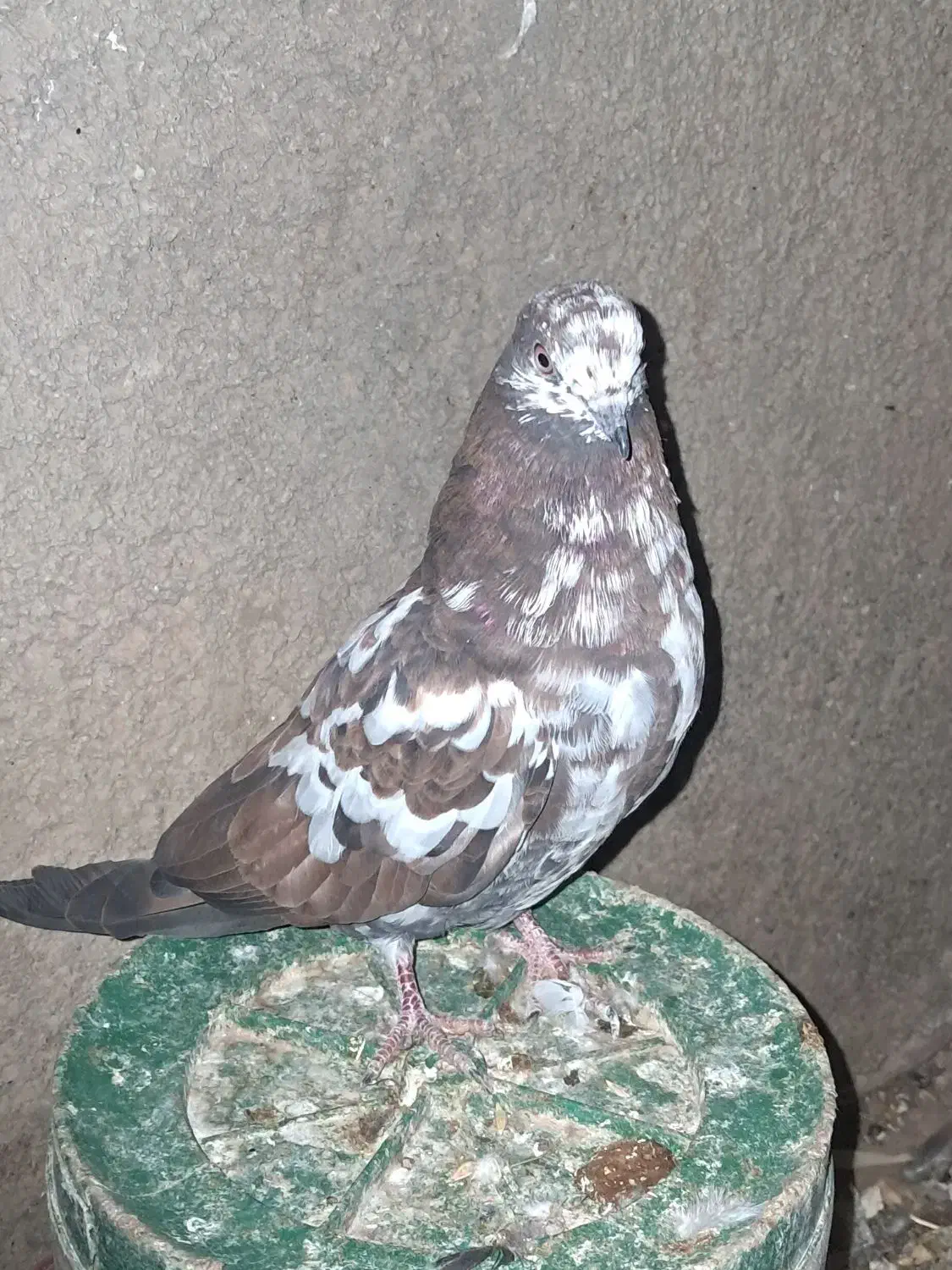 کبوتر پرشی|پرنده|رامند, |دیوار