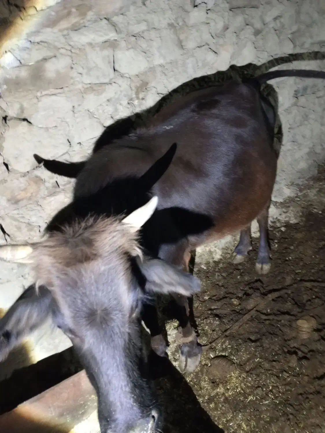 گاو بومی|حیوانات مزرعه|کوهرنگ, |دیوار