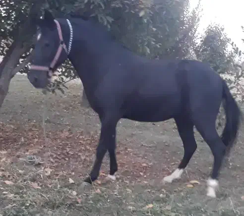 اسب اخته|اسب و تجهیزات اسبسواری|ارومیه, |دیوار