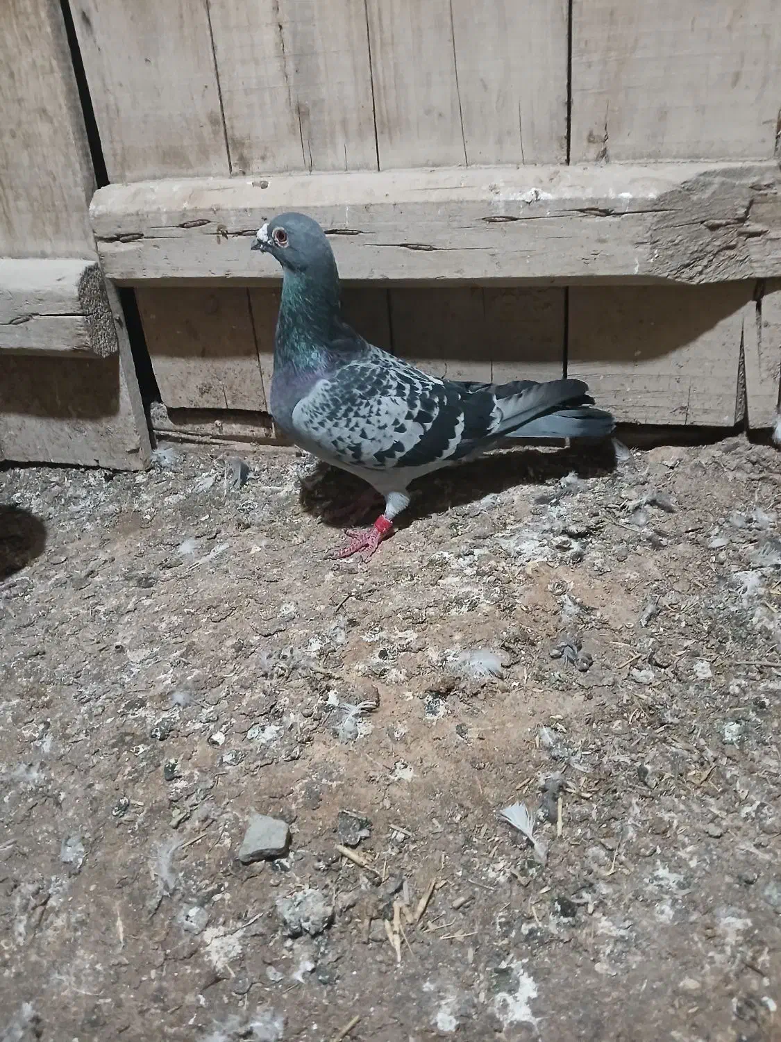 کبوتر نر|پرنده|نقده, |دیوار