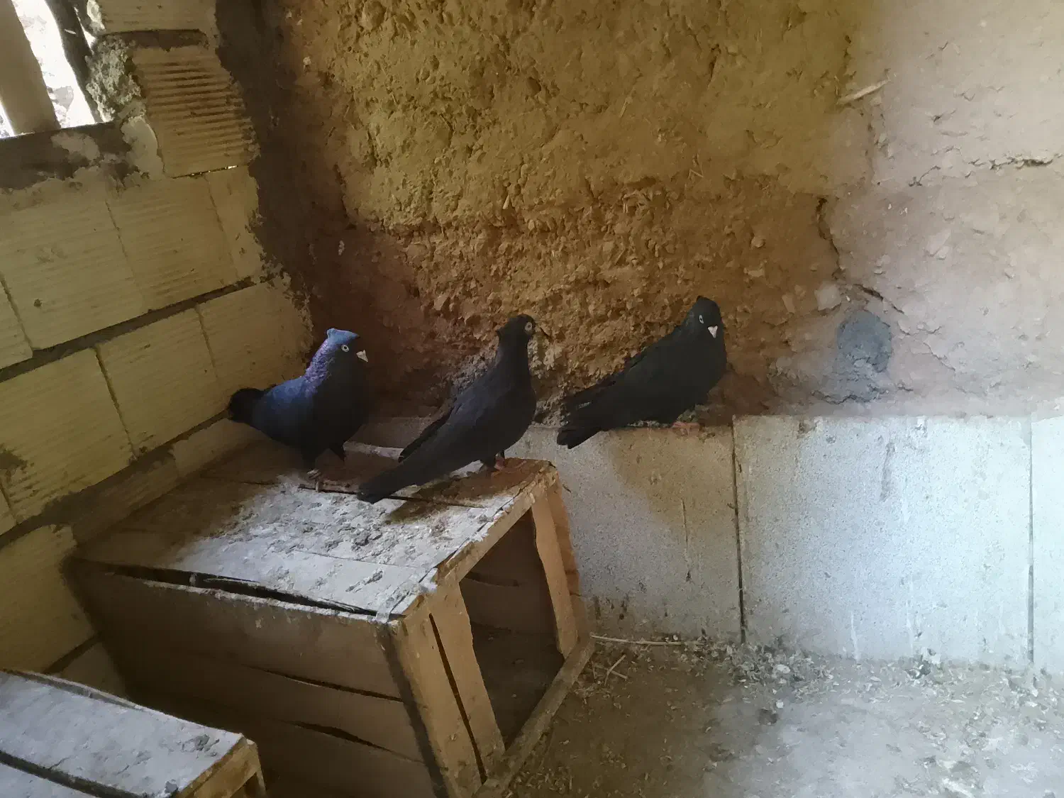 کبوتر قیل زاغ|پرنده|شهرضا, |دیوار