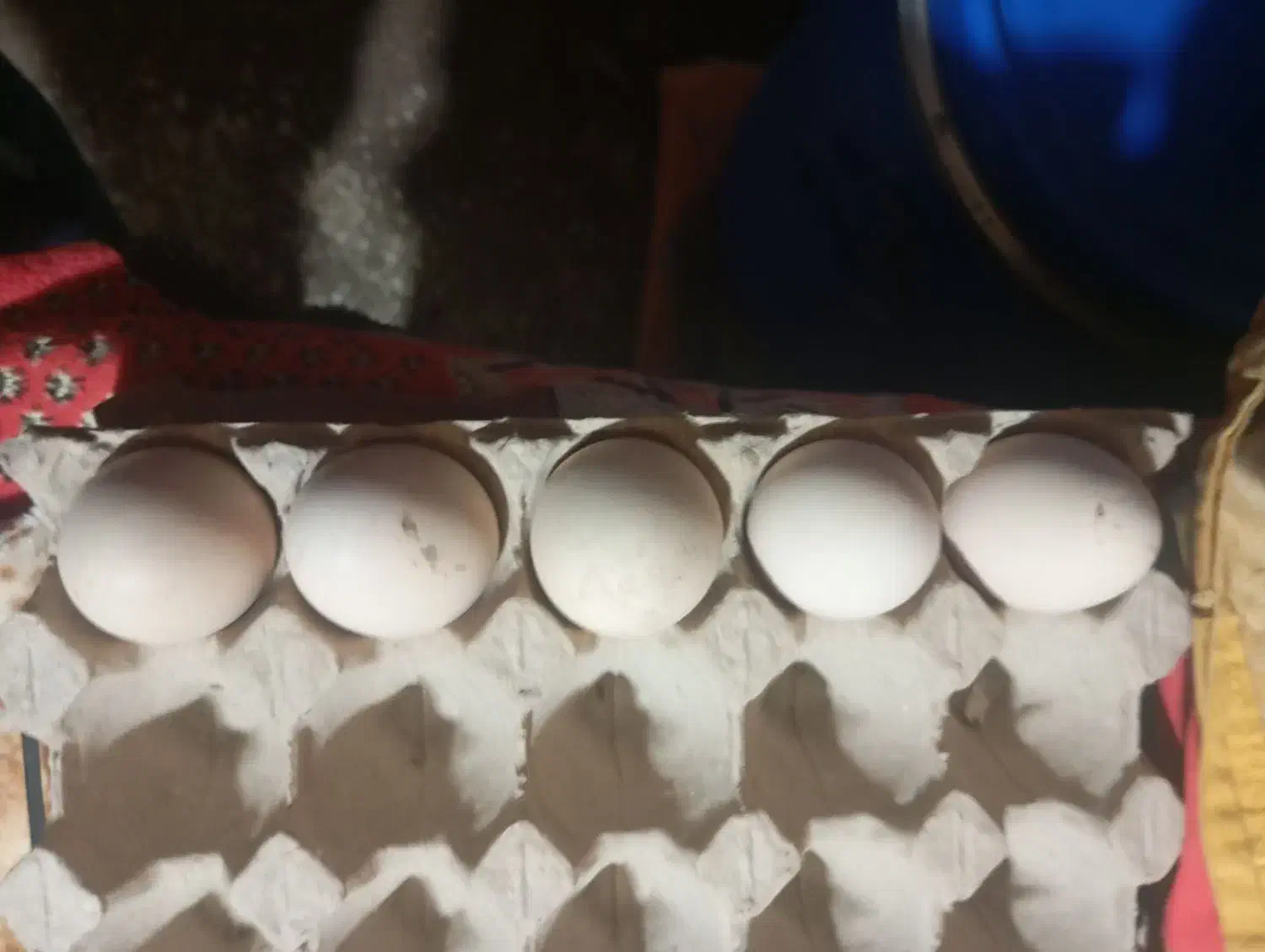 تخم مرغ لاری نطفه دار|حیوانات مزرعه|اقبالیه, |دیوار