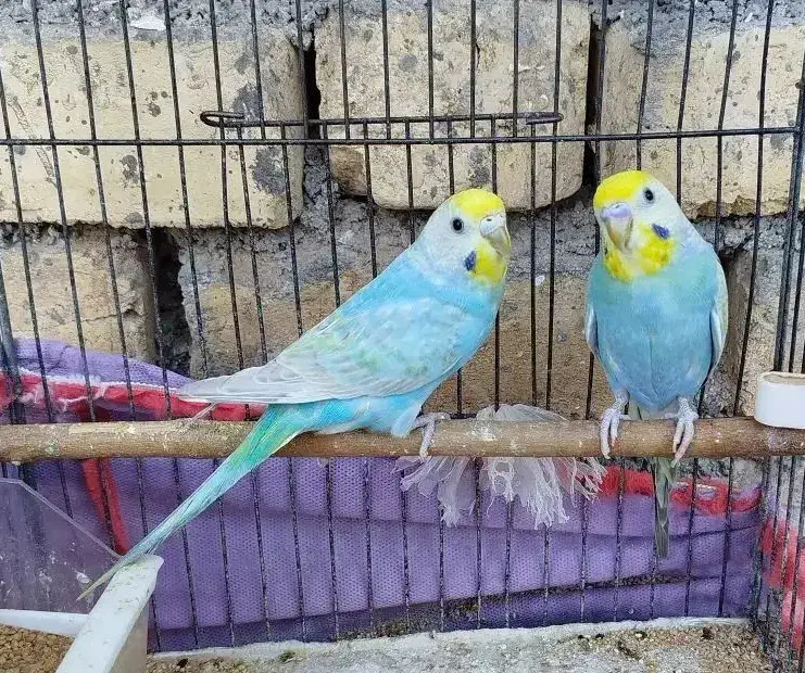 مرغ عشق رینبو و پروانه ای|پرنده|دوگنبدان, |دیوار