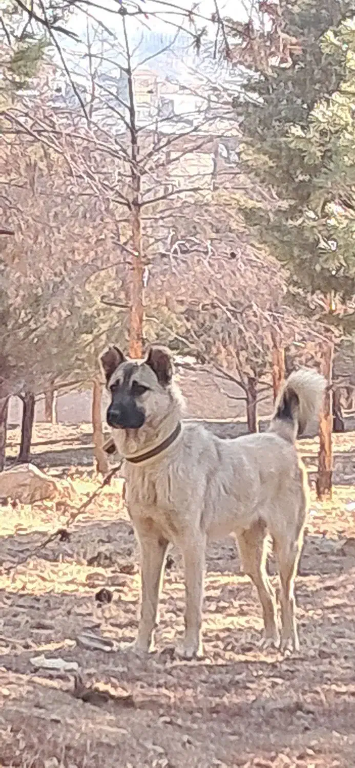 سگ گمشده|سگ|صحنه, |دیوار