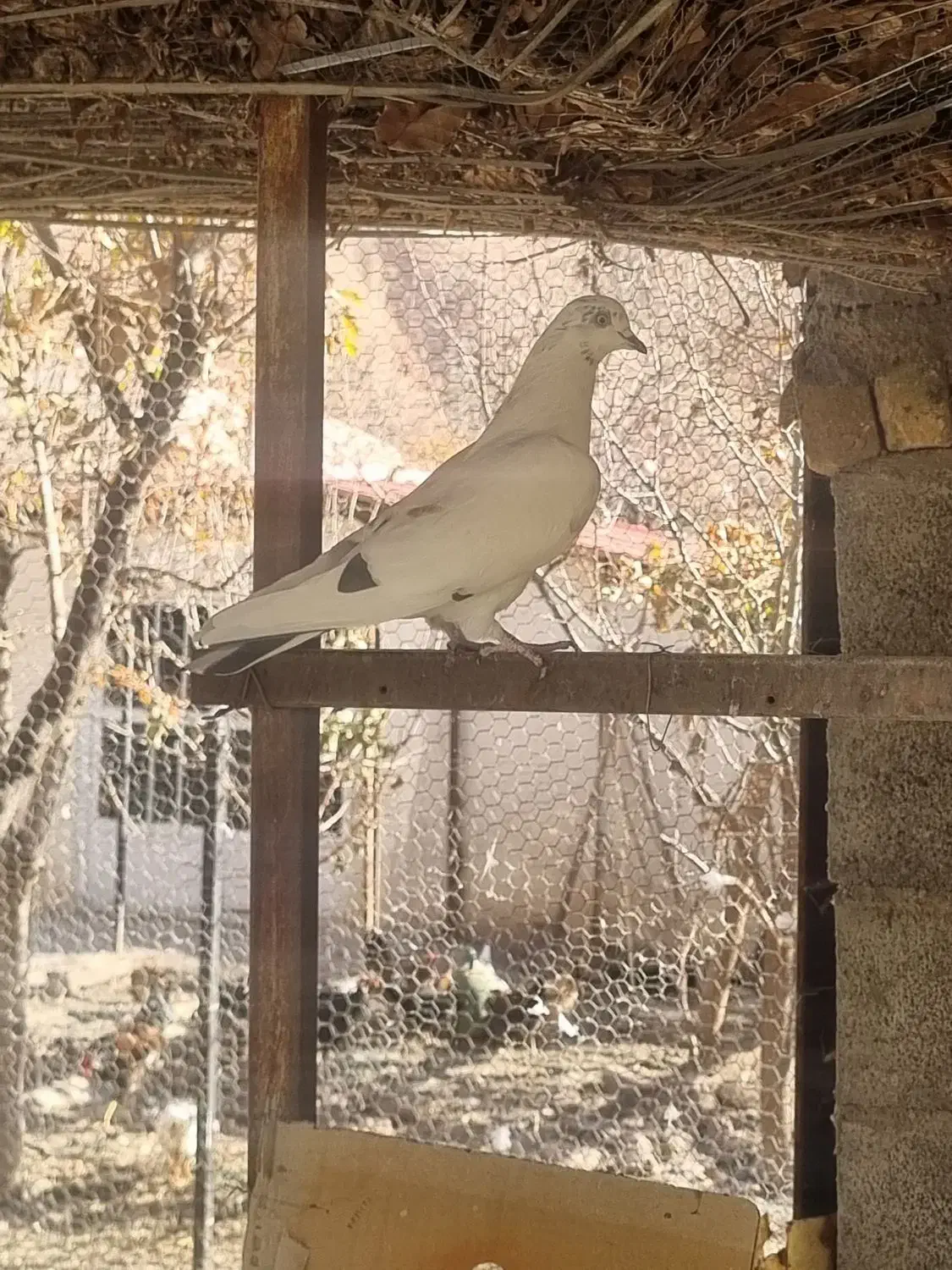 کبوتر پرشی|پرنده|طالقان, |دیوار