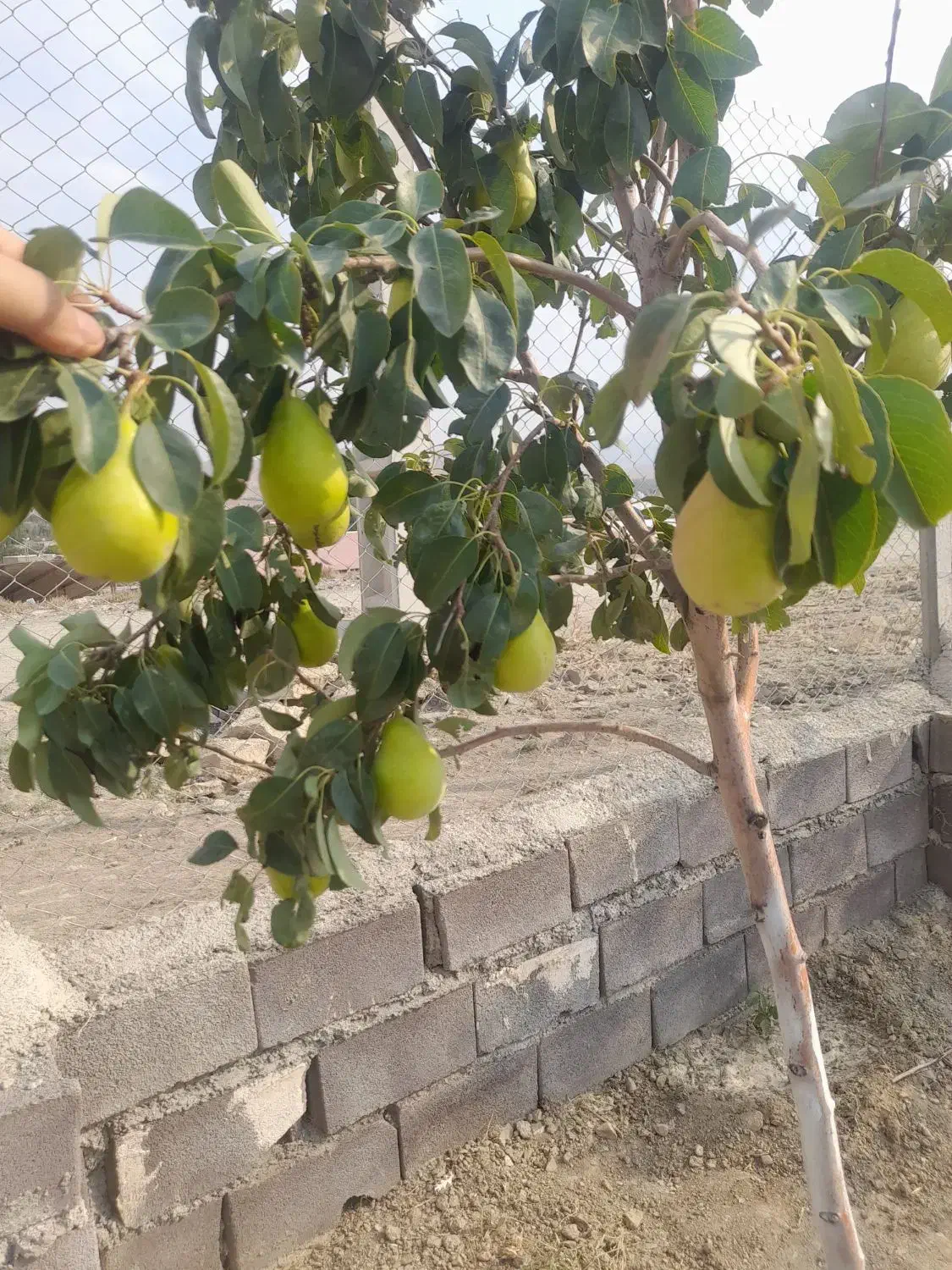 فروش باغ فوری|فروش زمین و ملک کلنگی|همدان, |دیوار