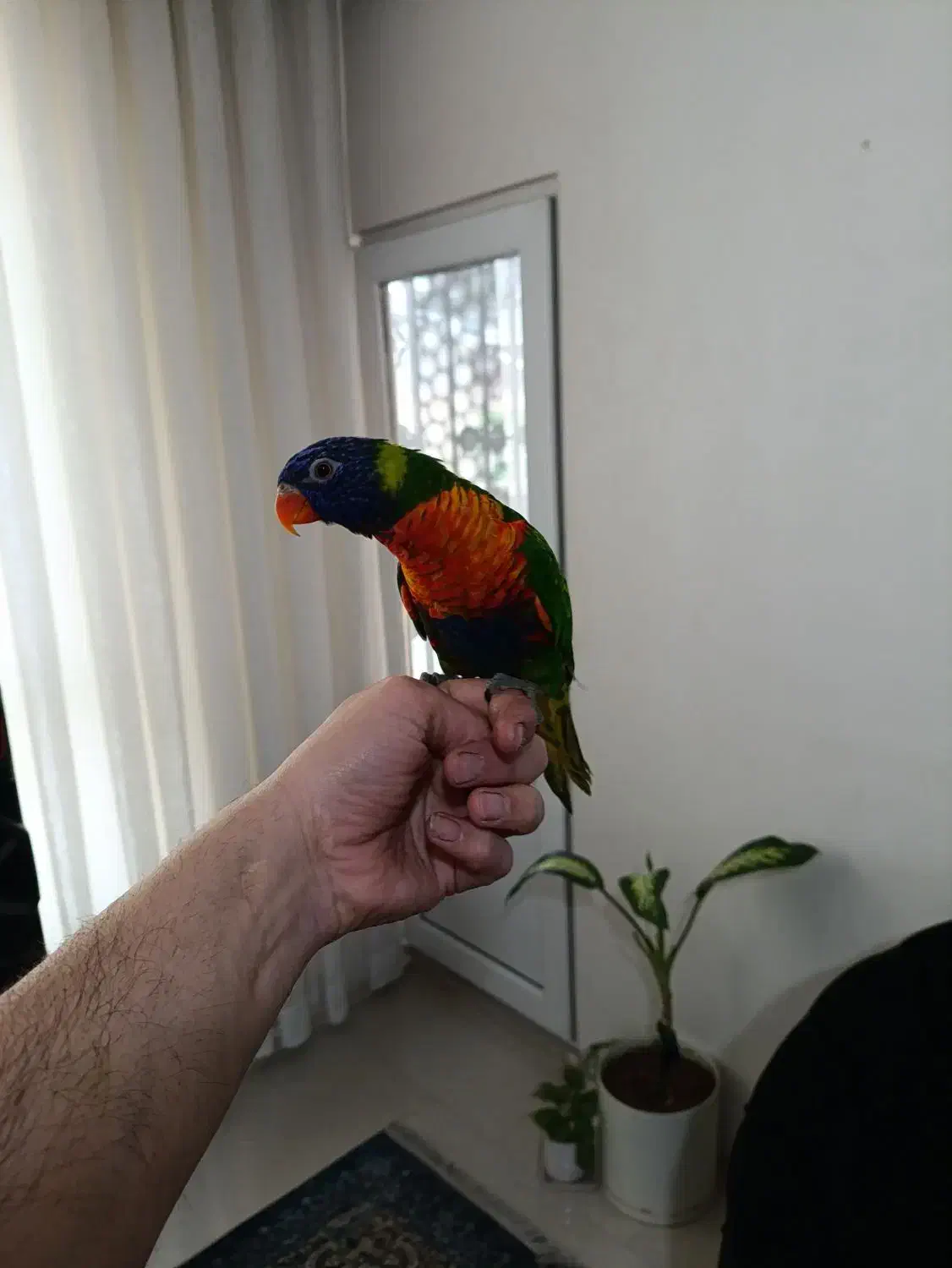 جوجه لوری 4ماه|پرنده|مشهد, ایثار|دیوار