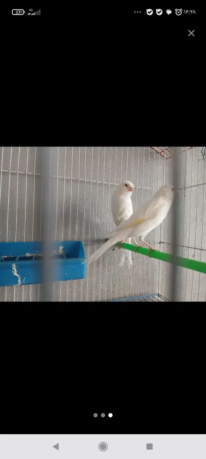 قناری سوپر رسمی نر وماده در نی ریز|پرنده|نی‌ریز, |دیوار