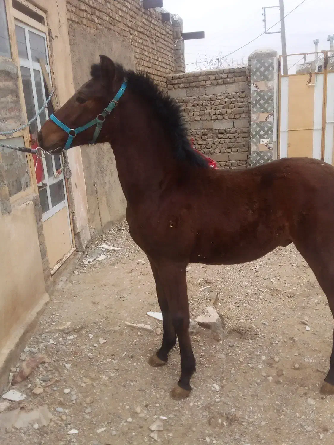فروش اسب|اسب و تجهیزات اسبسواری|نهاوند, |دیوار