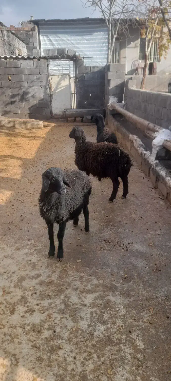 گوسفند|حیوانات مزرعه|صحنه, |دیوار