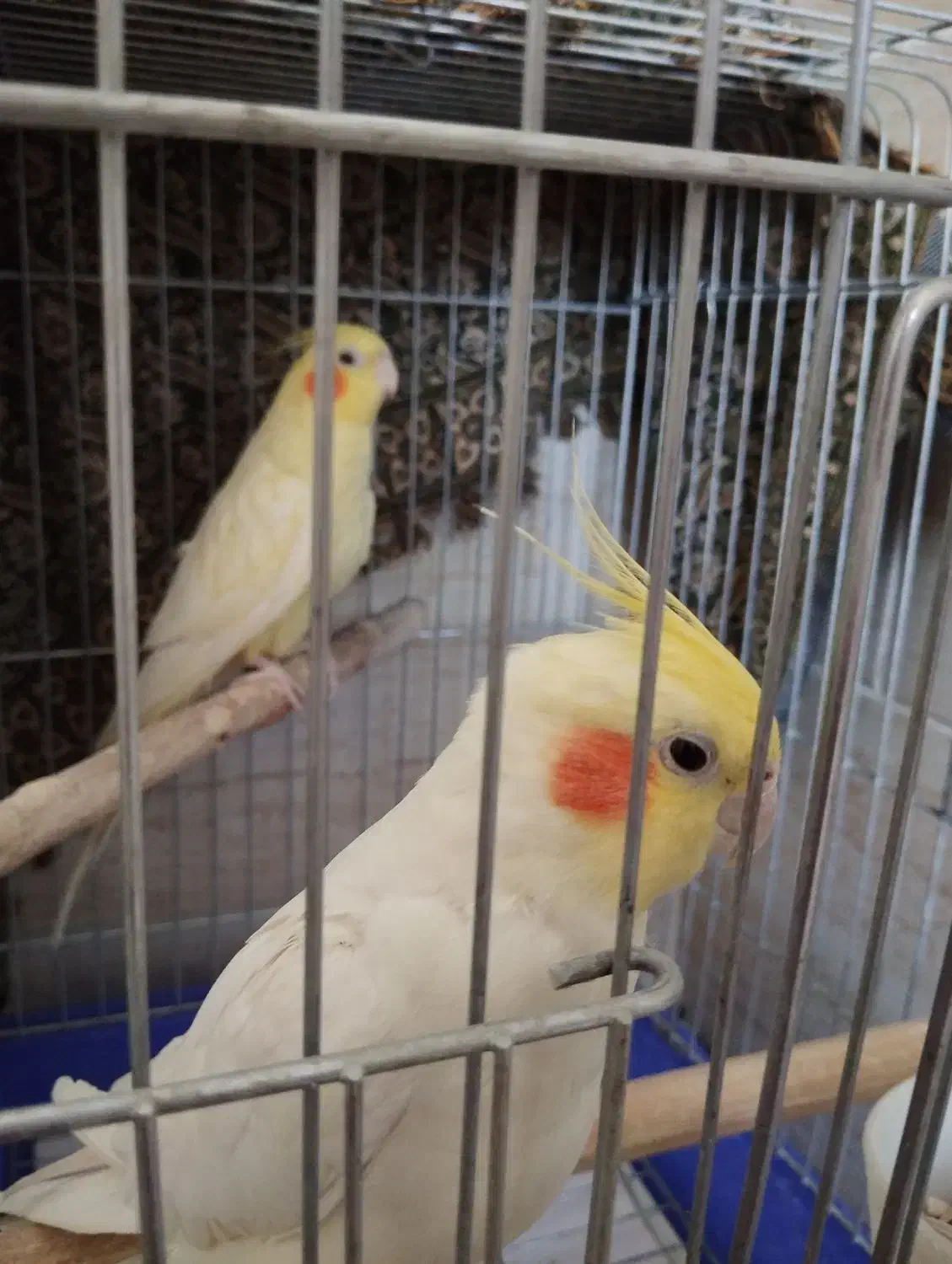 عروس هلندی لوتینو سخنگو|پرنده|ماهان, |دیوار