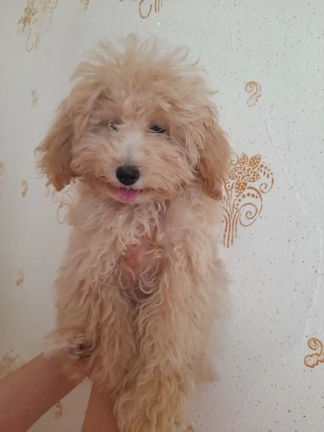 پودل نر ۴ماهه واگزاری فوری|سگ|خمینی‌شهر, |دیوار