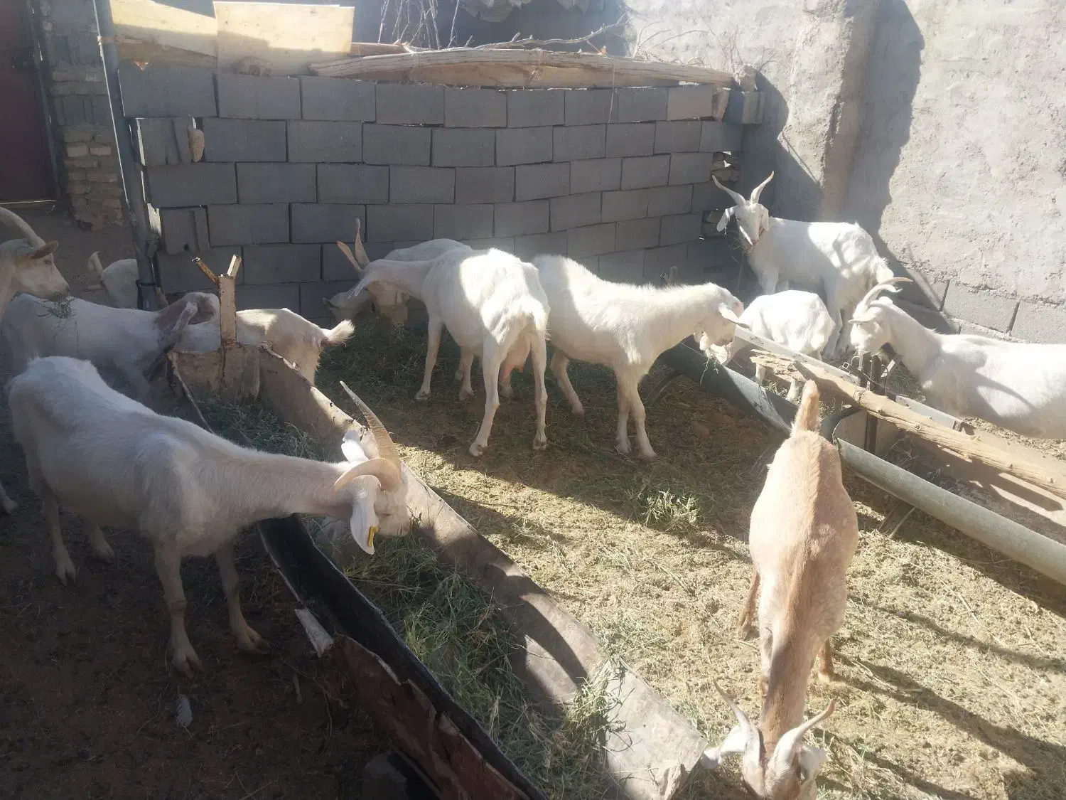 بز سانن.فردوس|حیوانات مزرعه|فردوس (خراسان), |دیوار