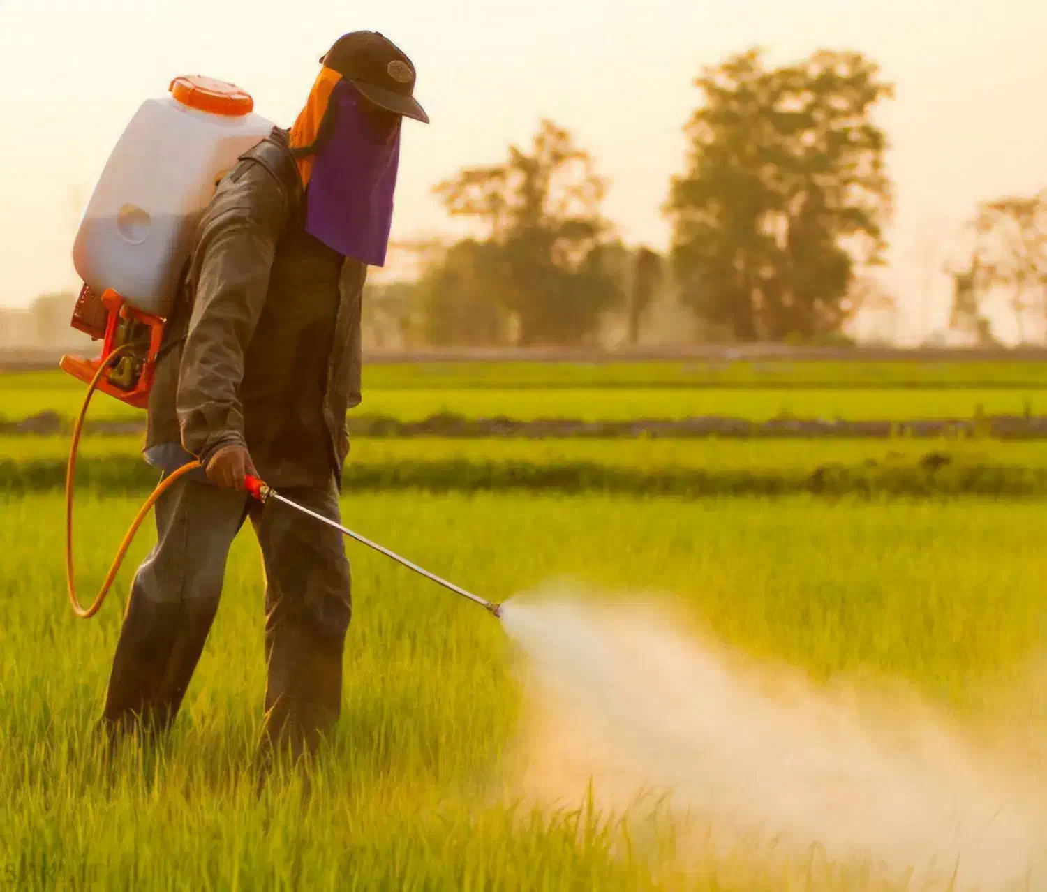 سمپاشی چمن زنی ،محوطه سازی،باغبانی هرس درختان و..|خدمات باغبانی و درختکاری|لنگرود, |دیوار