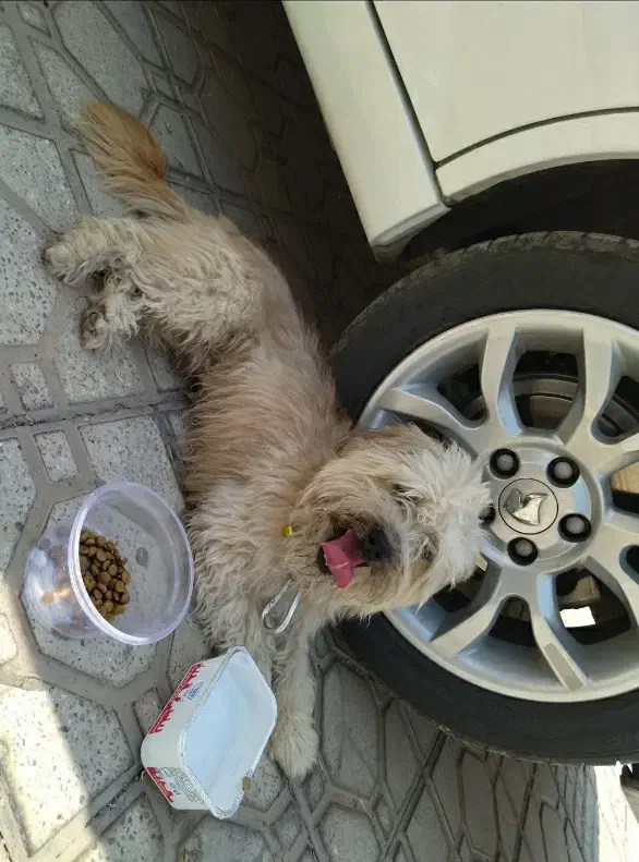 شیتزو 1.5تومن تخفیف داره|سگ|اقلید, |دیوار