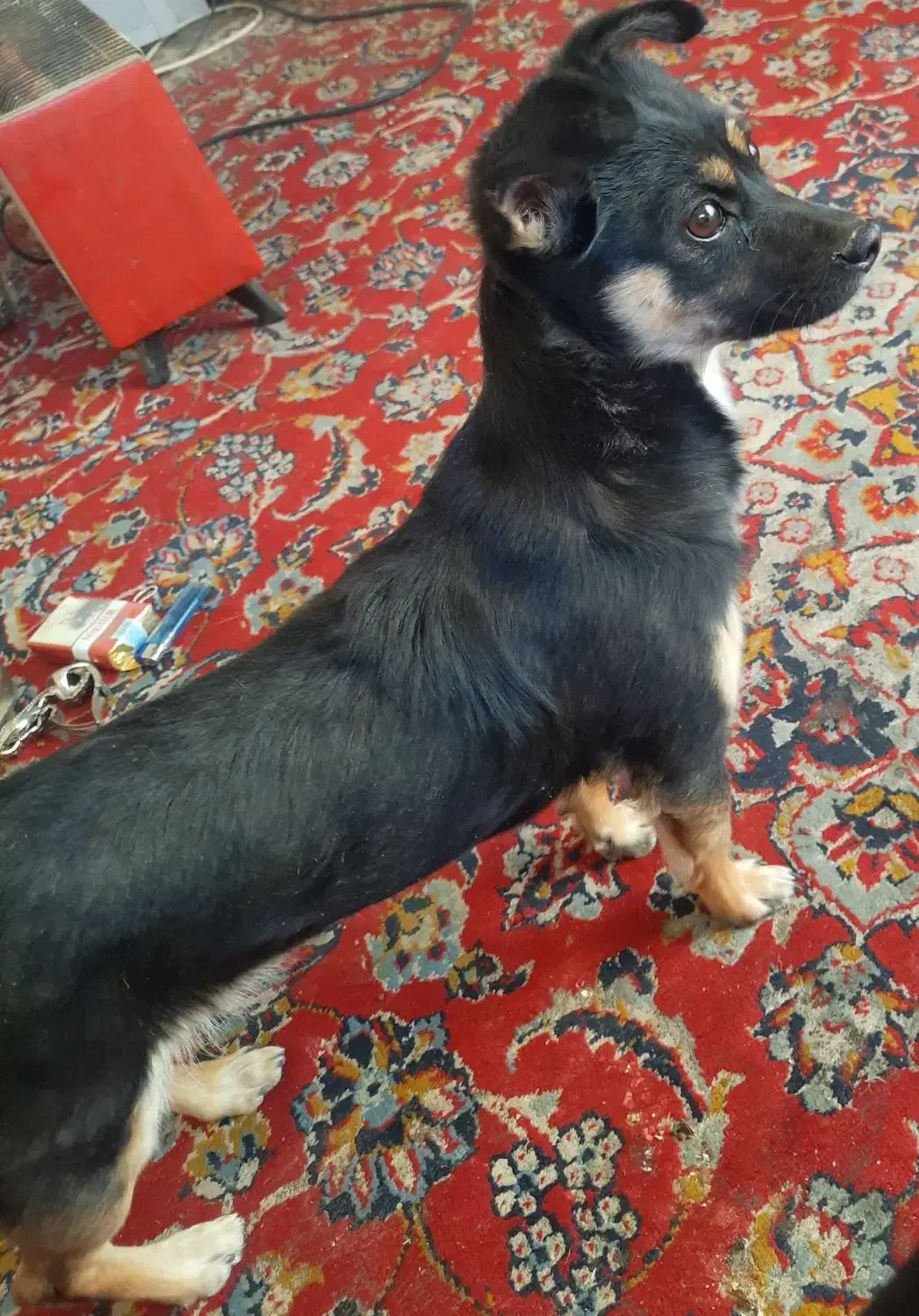 سگ پاکوتاه فانتزی|سگ|زرقان, |دیوار