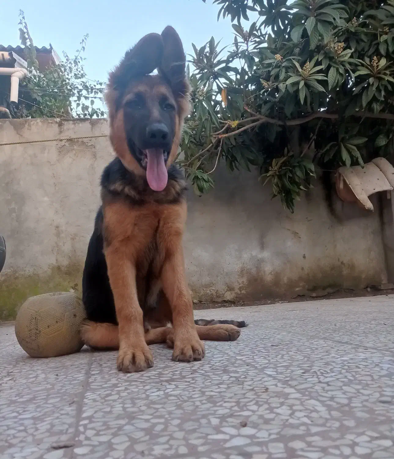 سگ ژرمن|سگ|محمودآباد, |دیوار