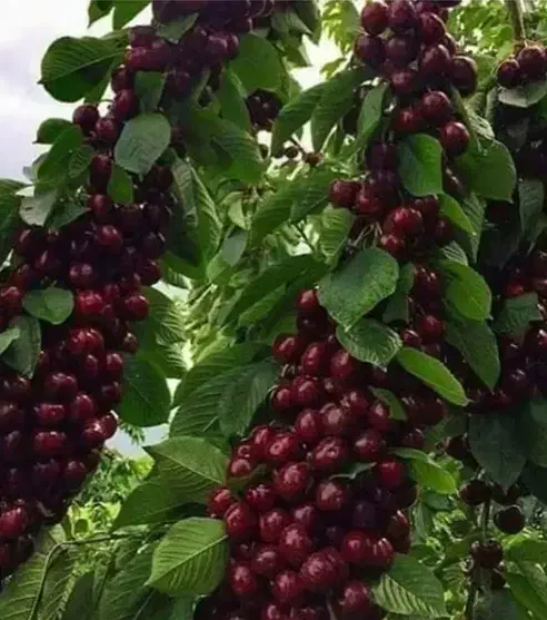 بزرگترین نهالستان کشور با مجوز جهاد کشاورزی|خدمات باغبانی و درختکاری|کرج, آتشگاه|دیوار