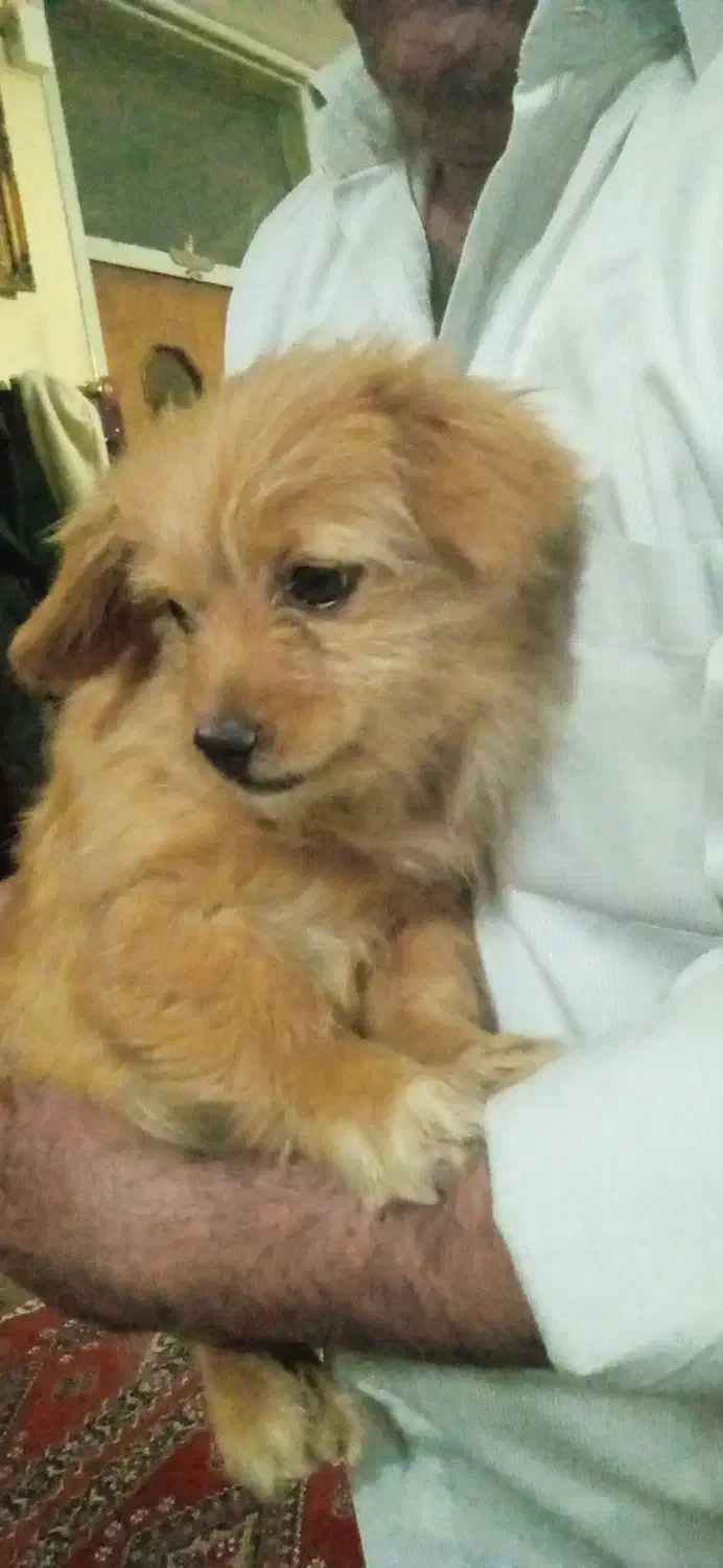 2تا سگ خارجی|سگ|خمین, |دیوار