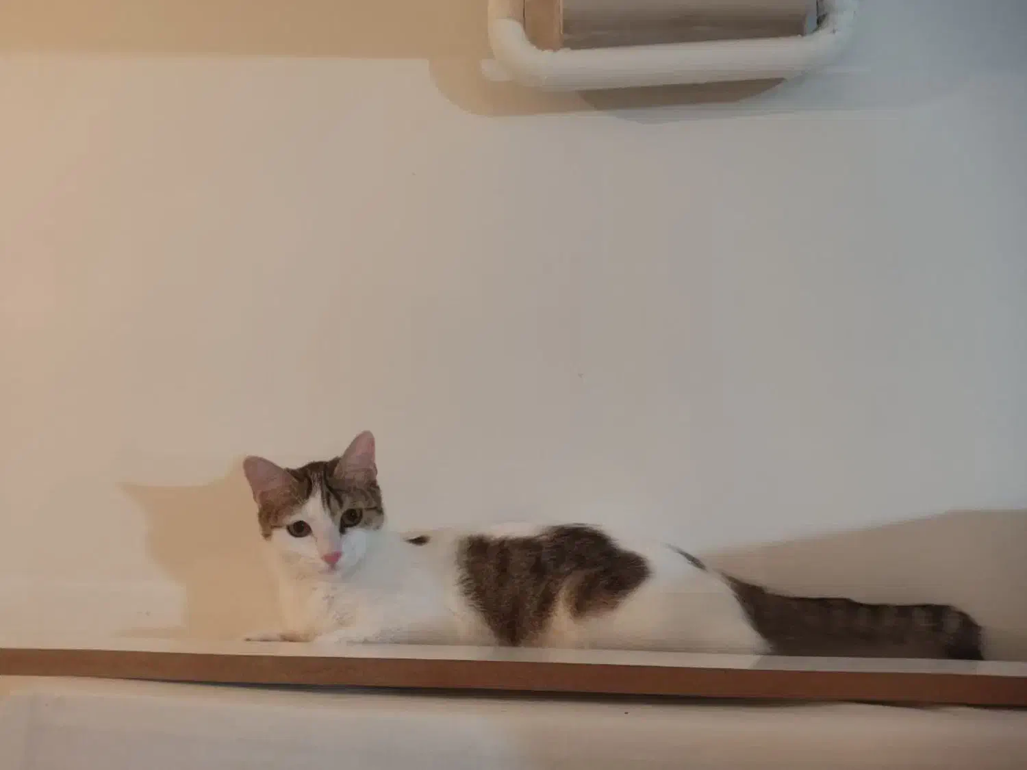 واگذاری گربه آرام وبامزه وحرف گوش کن|گربه|پرند, فاز ۵|دیوار