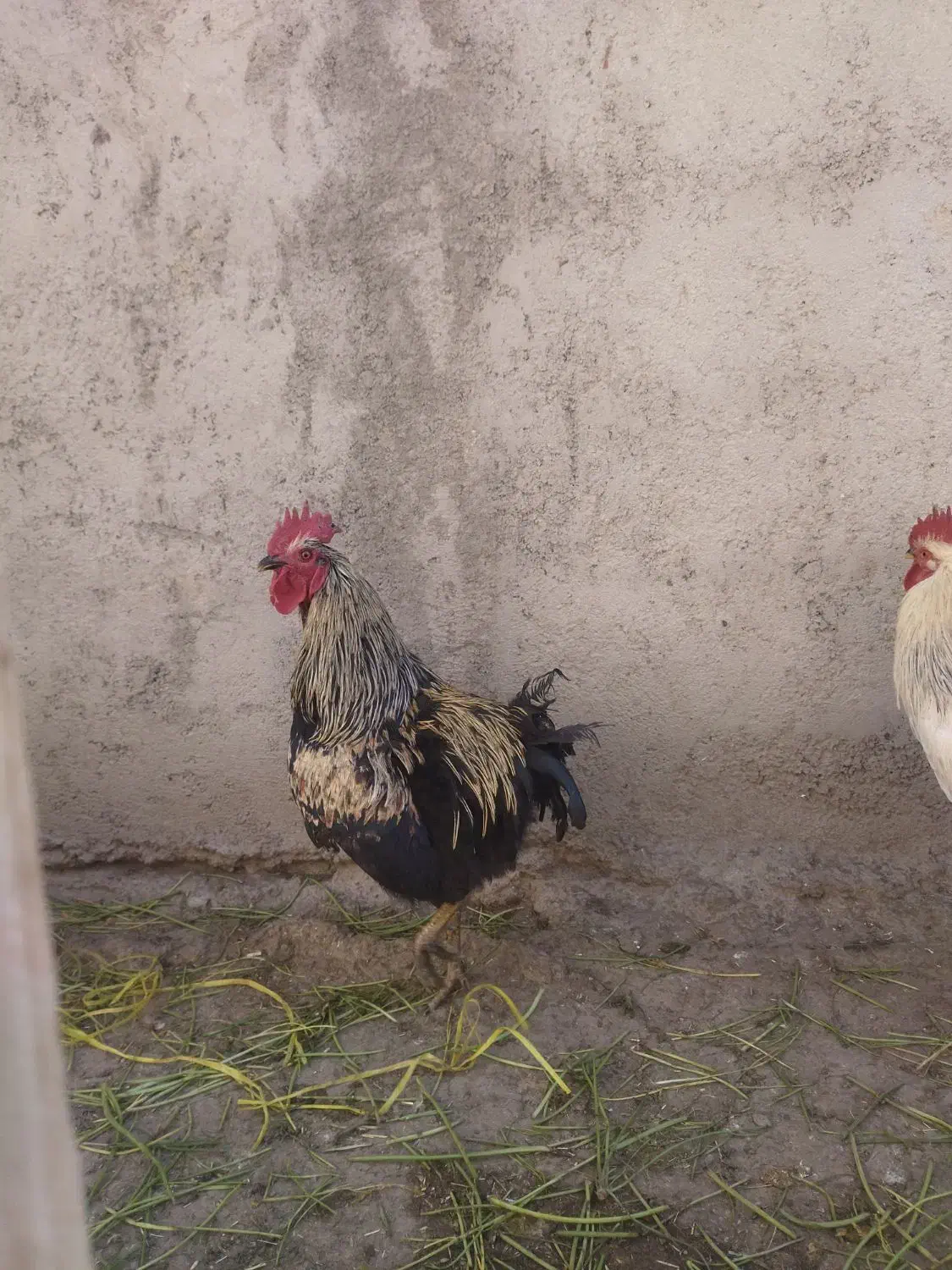 خروس|حیوانات مزرعه|الیگودرز, |دیوار