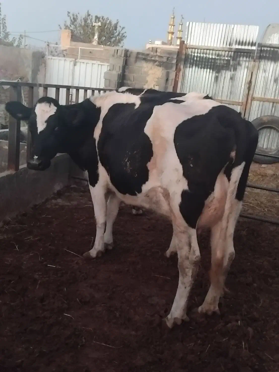 تلیسه گاو شیری  شکم اول به شرط ۳۰ کیلو شیر|حیوانات مزرعه|تربت جام, جلگه موسی آباد|دیوار