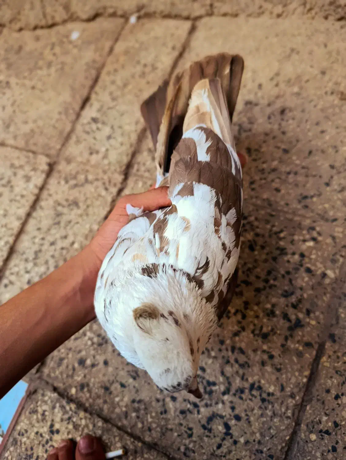 کبوتر|پرنده|سوسنگرد, |دیوار