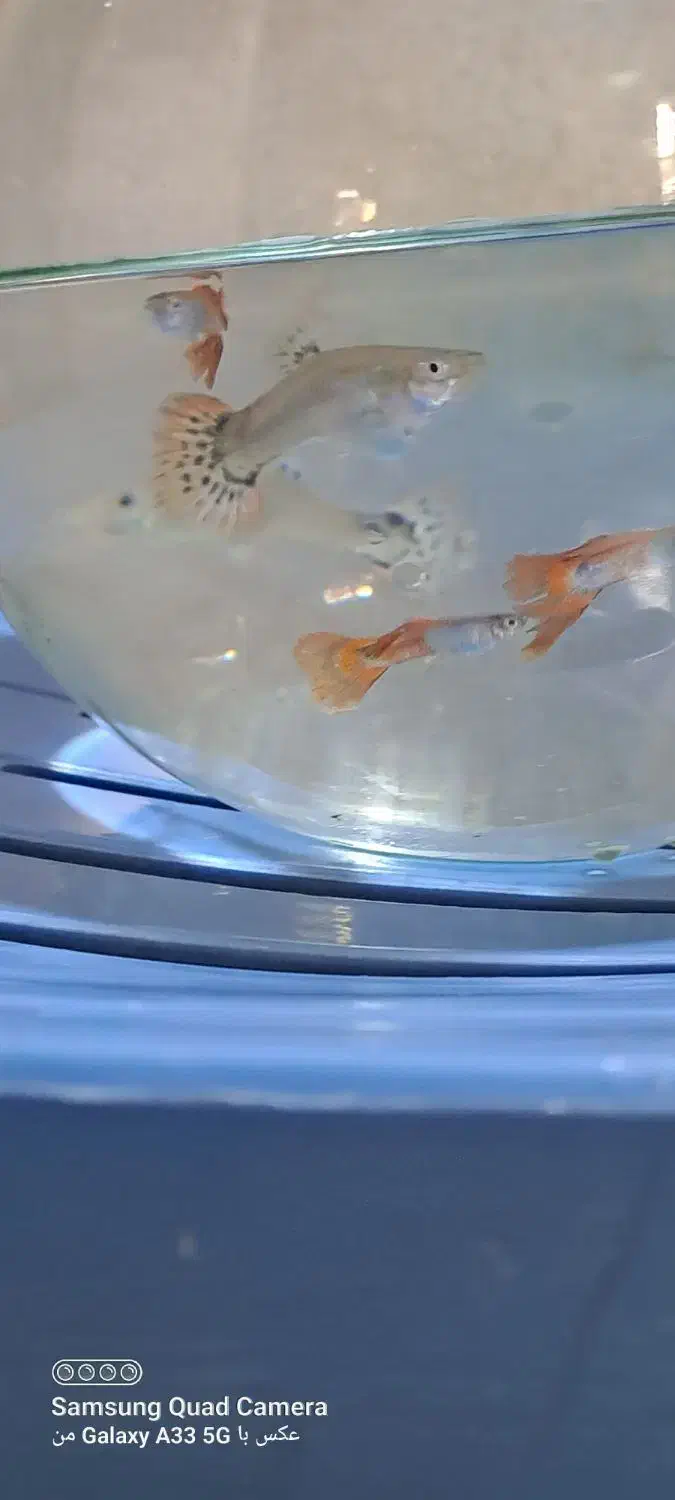 ماهی گوپی|ماهی|مرودشت, ژیان|دیوار