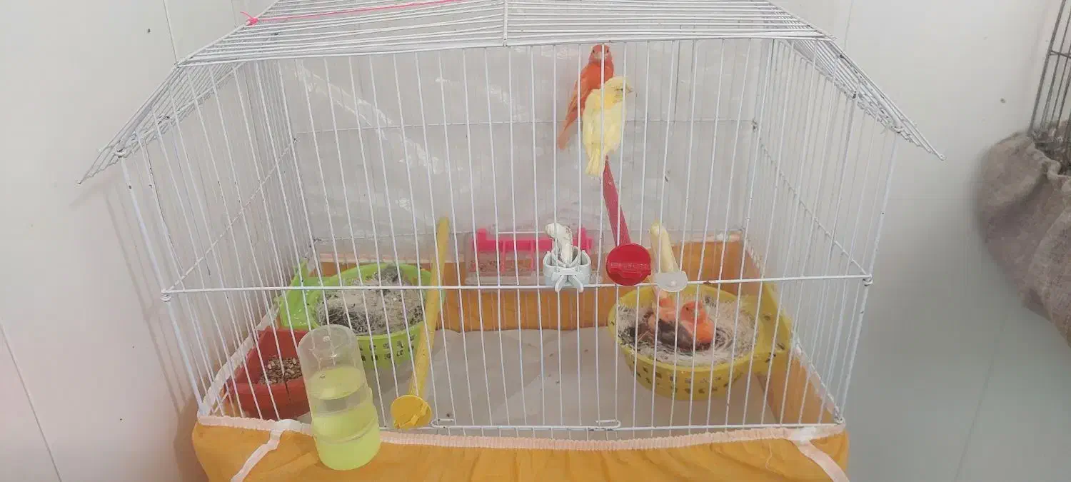 فروش قناری|پرنده|بروجن, |دیوار