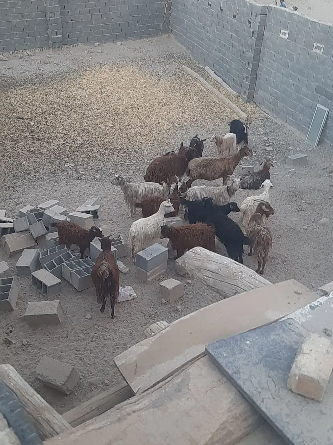 بز و بزغاله میش|حیوانات مزرعه|اصفهان, براآن شمالی|دیوار