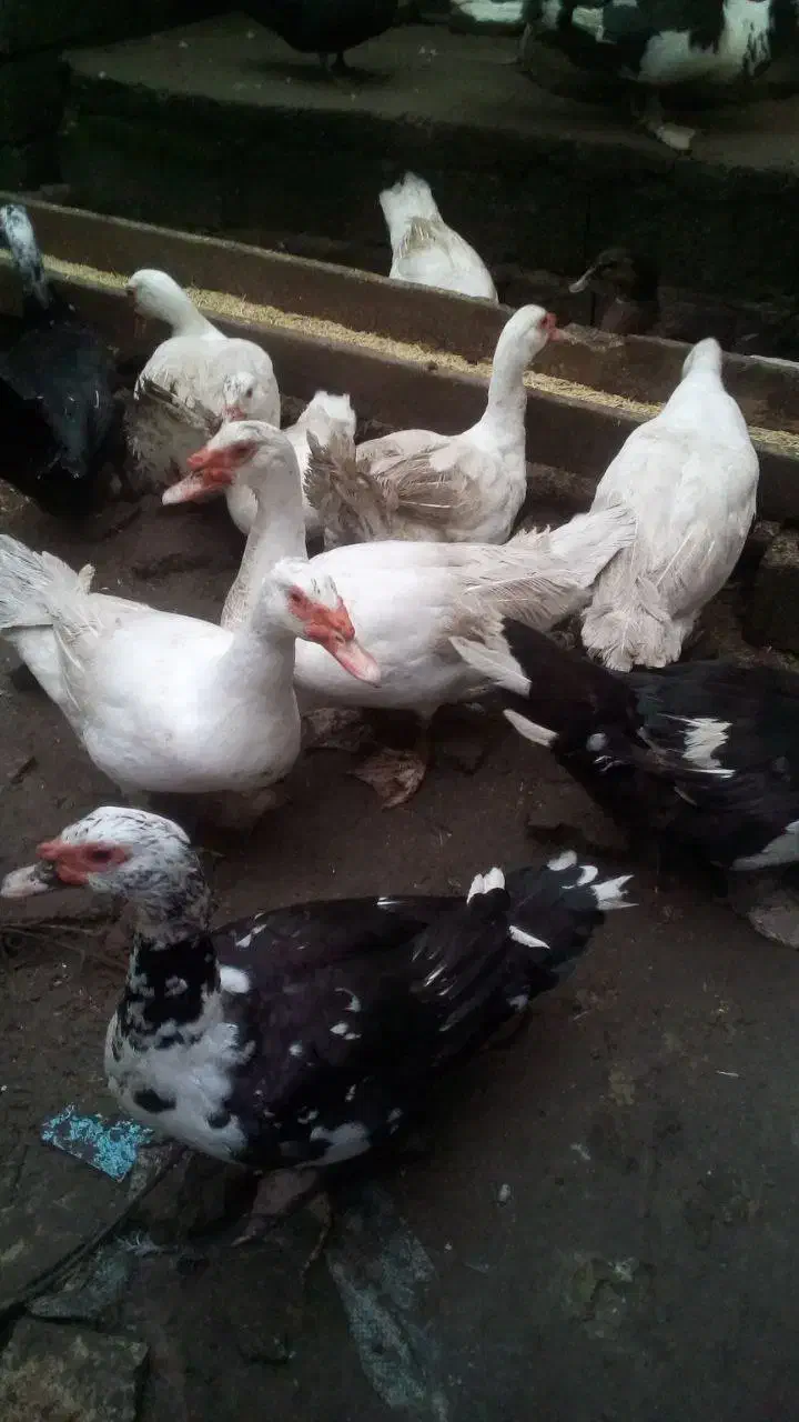 اردک اسرائیلی|حیوانات مزرعه|آستارا, |دیوار