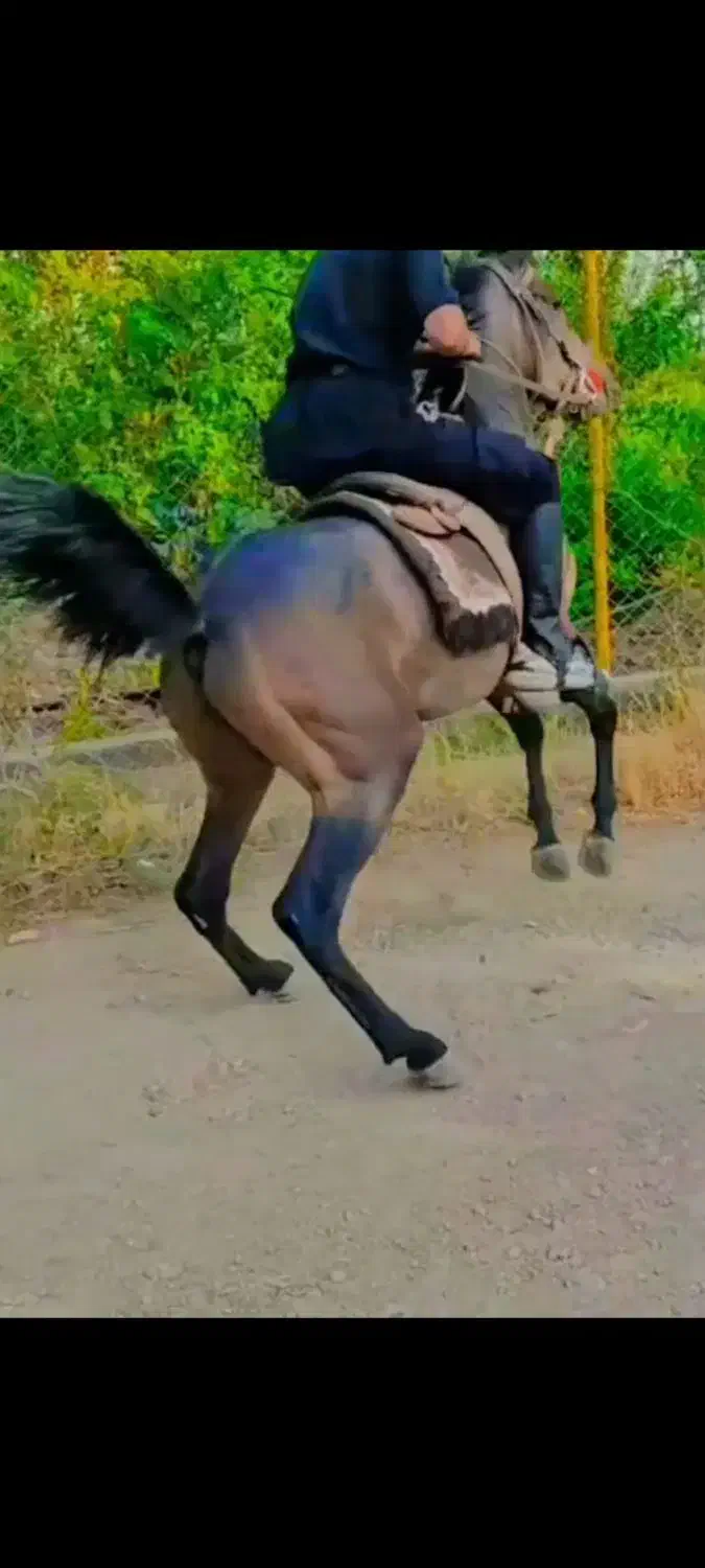 اسب کرد|اسب و تجهیزات اسبسواری|ابهر, |دیوار