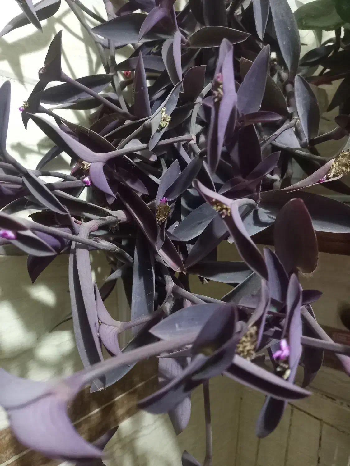 گل طبیعی  قاشقی وبنفش|گل و گیاه طبیعی|محمدشهر, محمدشهر|دیوار