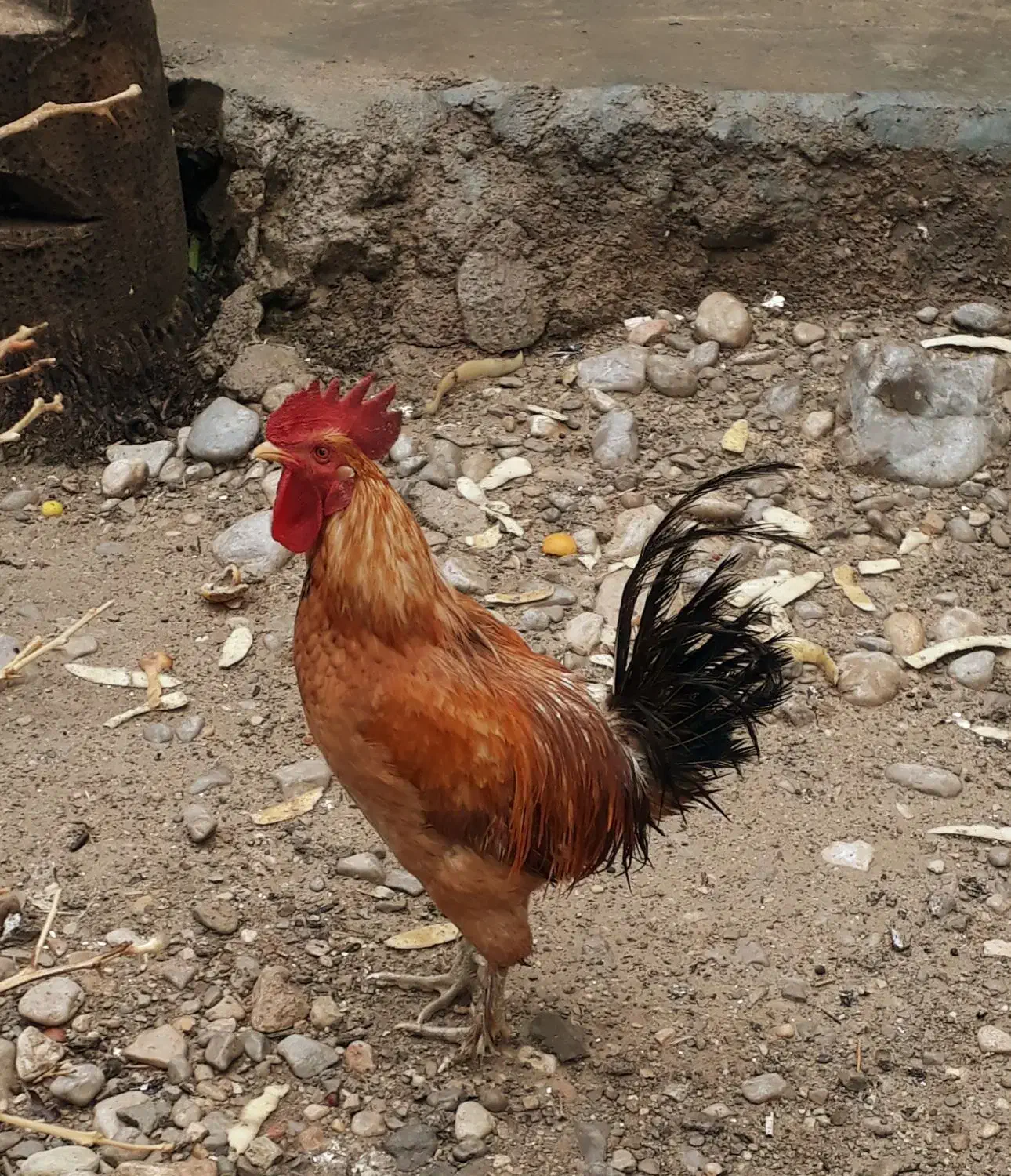 ۲ عدد خروس محلی کاملا سالم و جوان (باشت)|حیوانات مزرعه|باشت, |دیوار