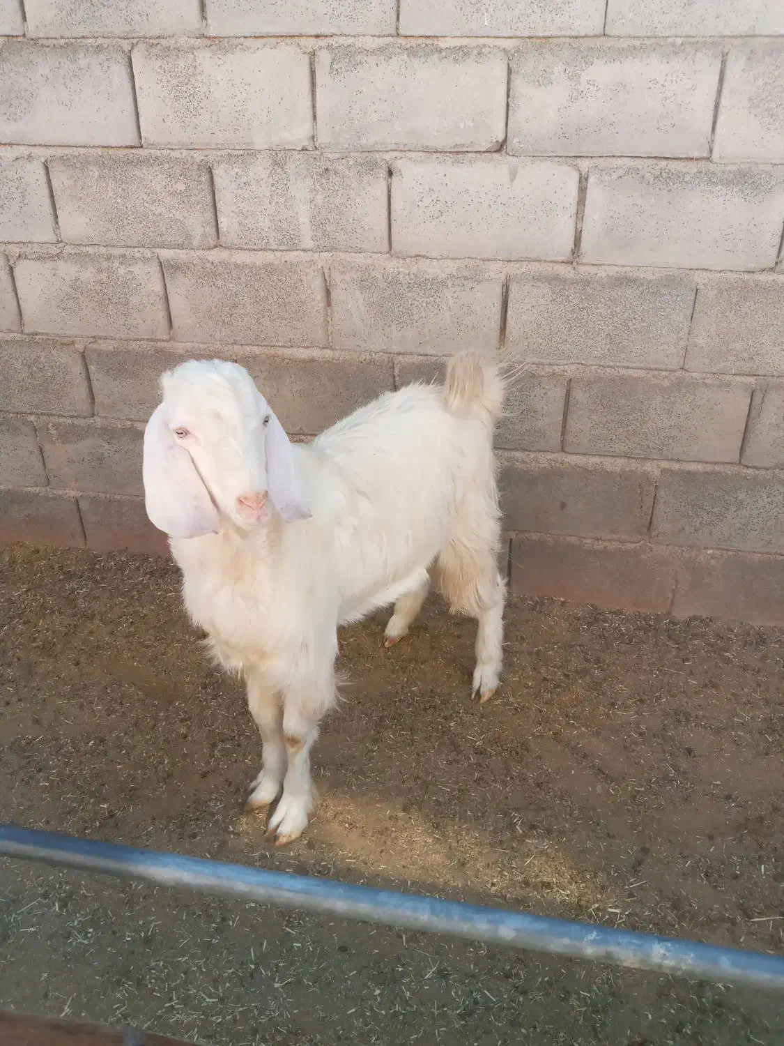 تکه سانن..|حیوانات مزرعه|گلپایگان, |دیوار