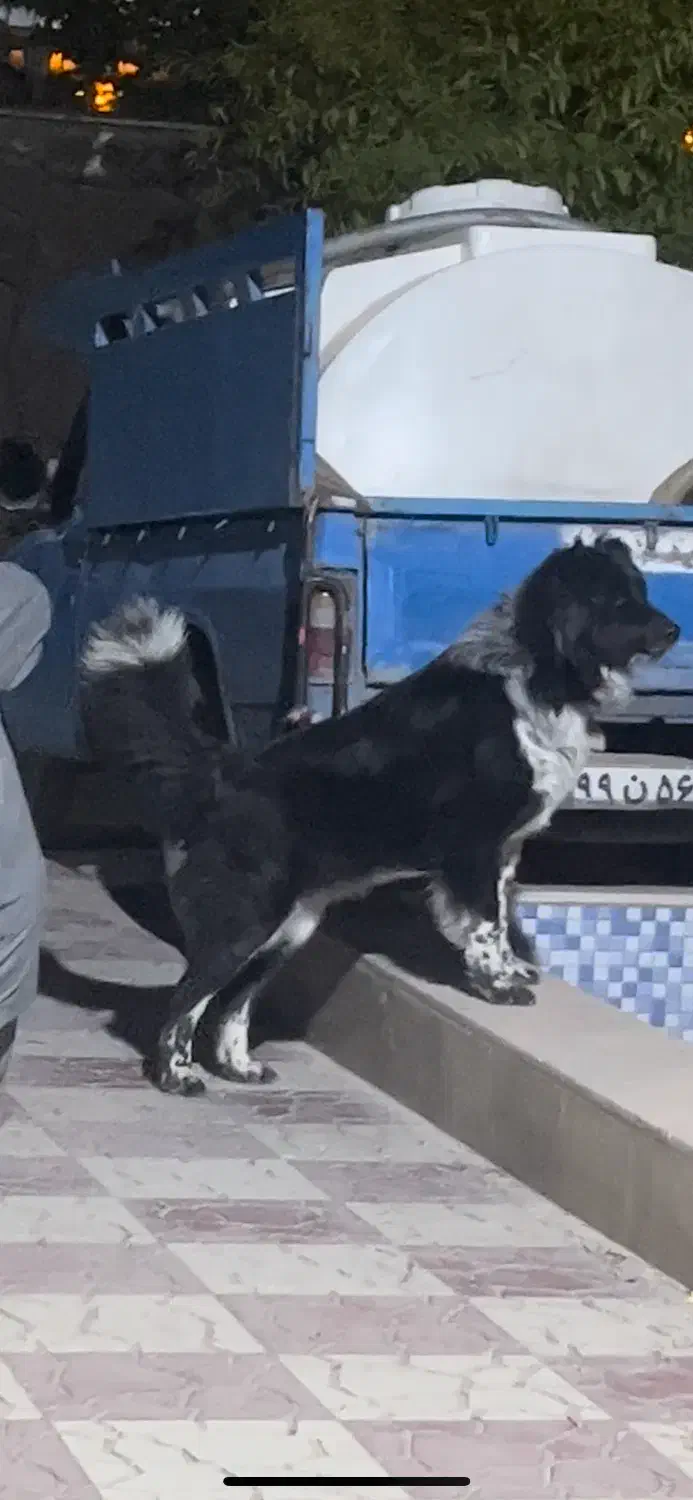 سگ قهدریجانی اصیل|سگ|فردوسیه, |دیوار