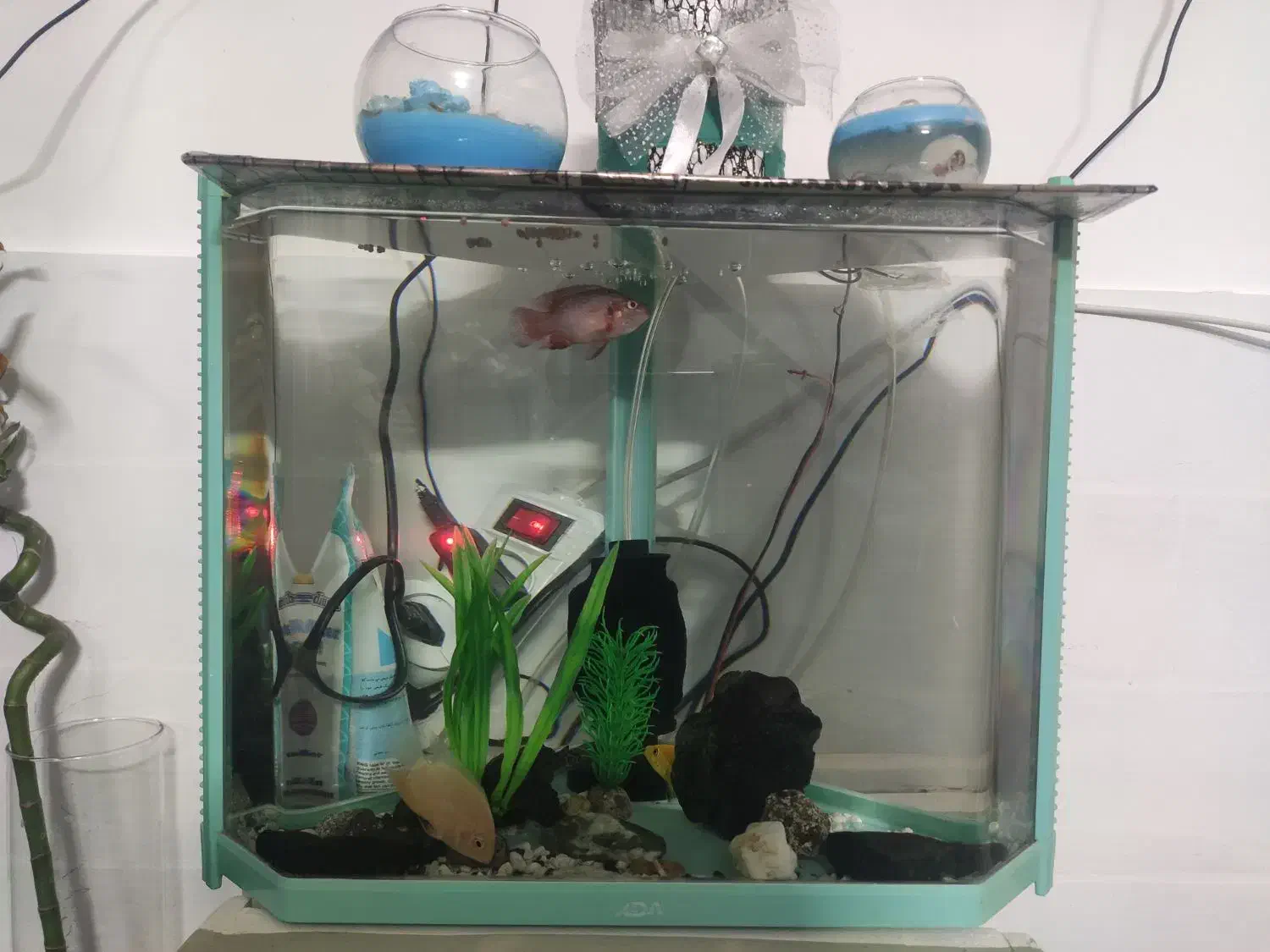 آکواریوم فروشی با لوازم|ماهی|بیرجند, |دیوار