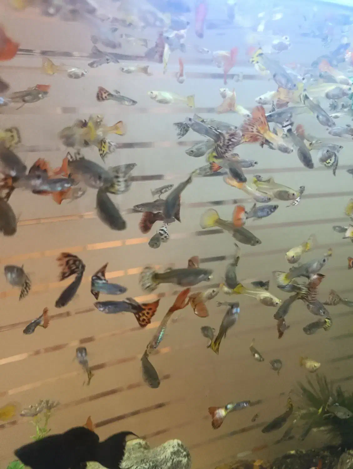 ماهی گوپی|ماهی|یزد, |دیوار