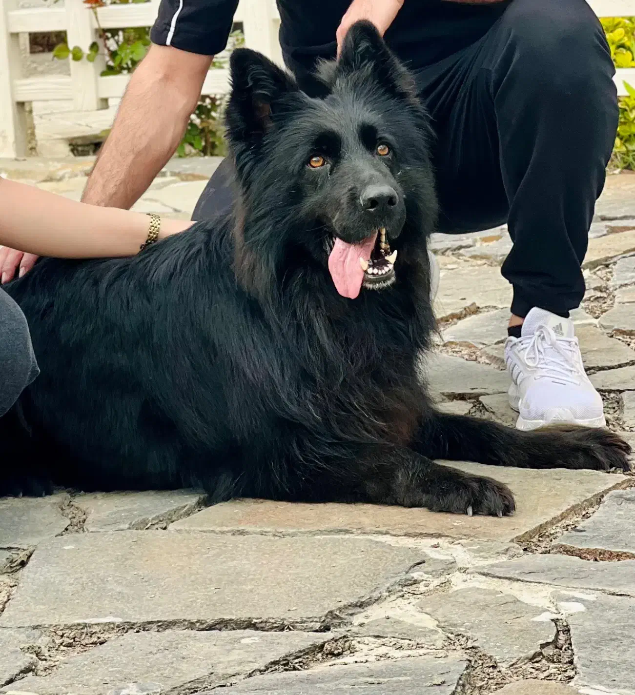 سگژرمن|سگ|رشت, شهرک قدس|دیوار