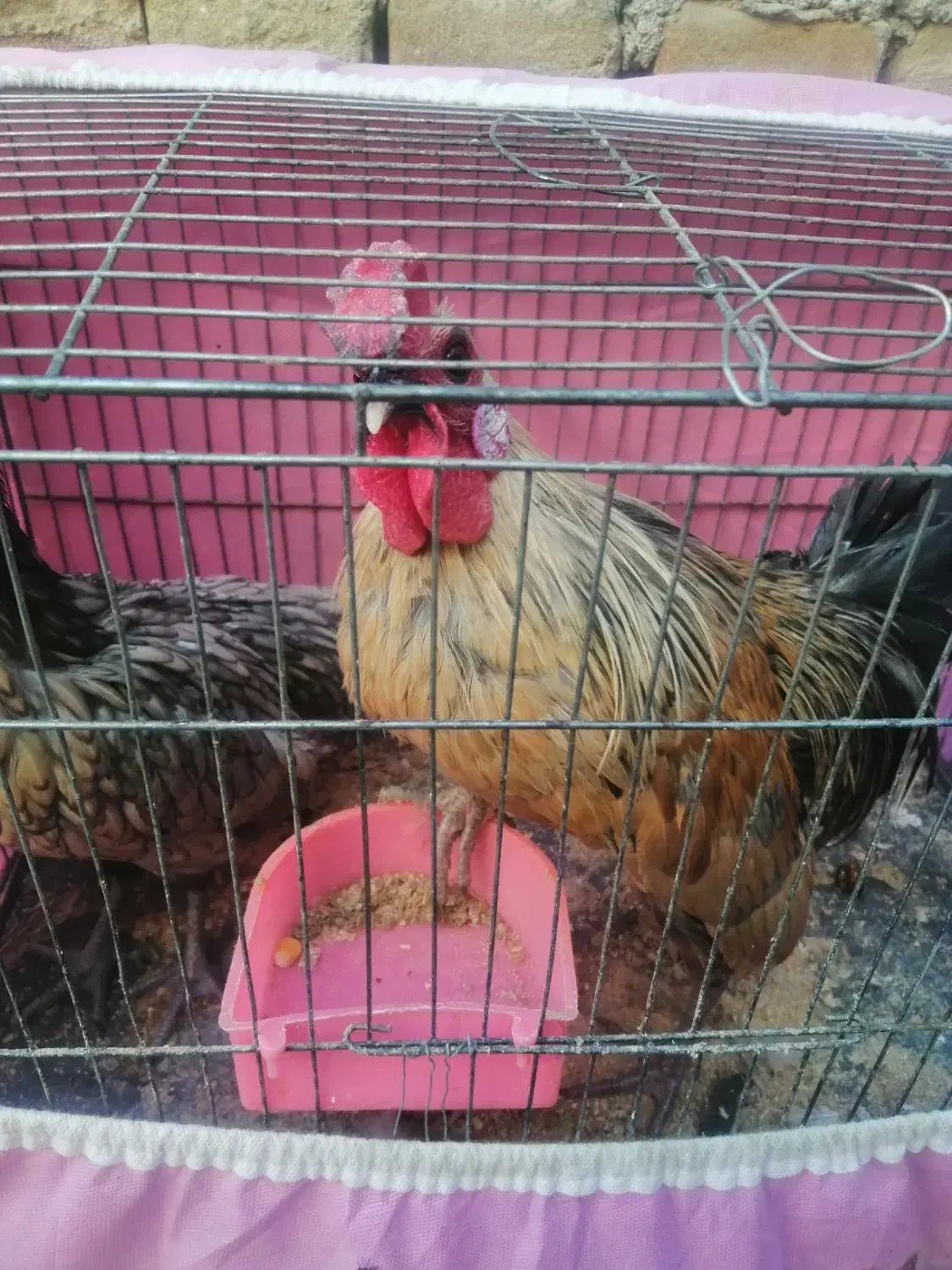 خروس ومرغ مینیاتوری|پرنده|سبزوار, کهنه آب|دیوار