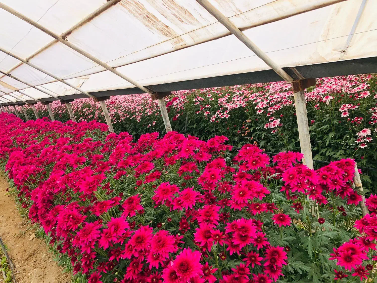 فروش گل داوودی از تولید به مصرف|گل و گیاه طبیعی|پاکدشت, پاکدشت (مامازند)|دیوار