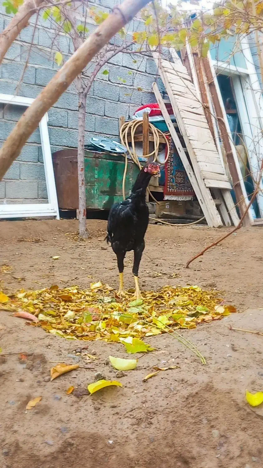 خروس لاری|حیوانات مزرعه|آذرشهر, |دیوار