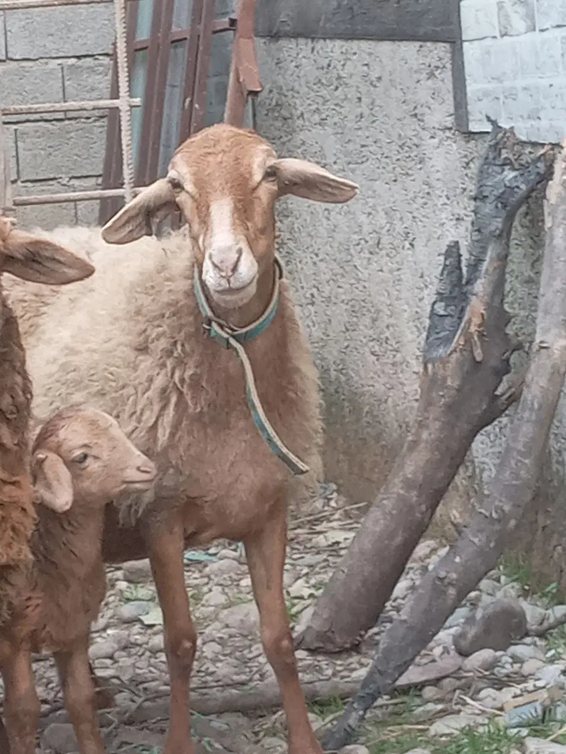 وره مار|حیوانات مزرعه|ساری, |دیوار